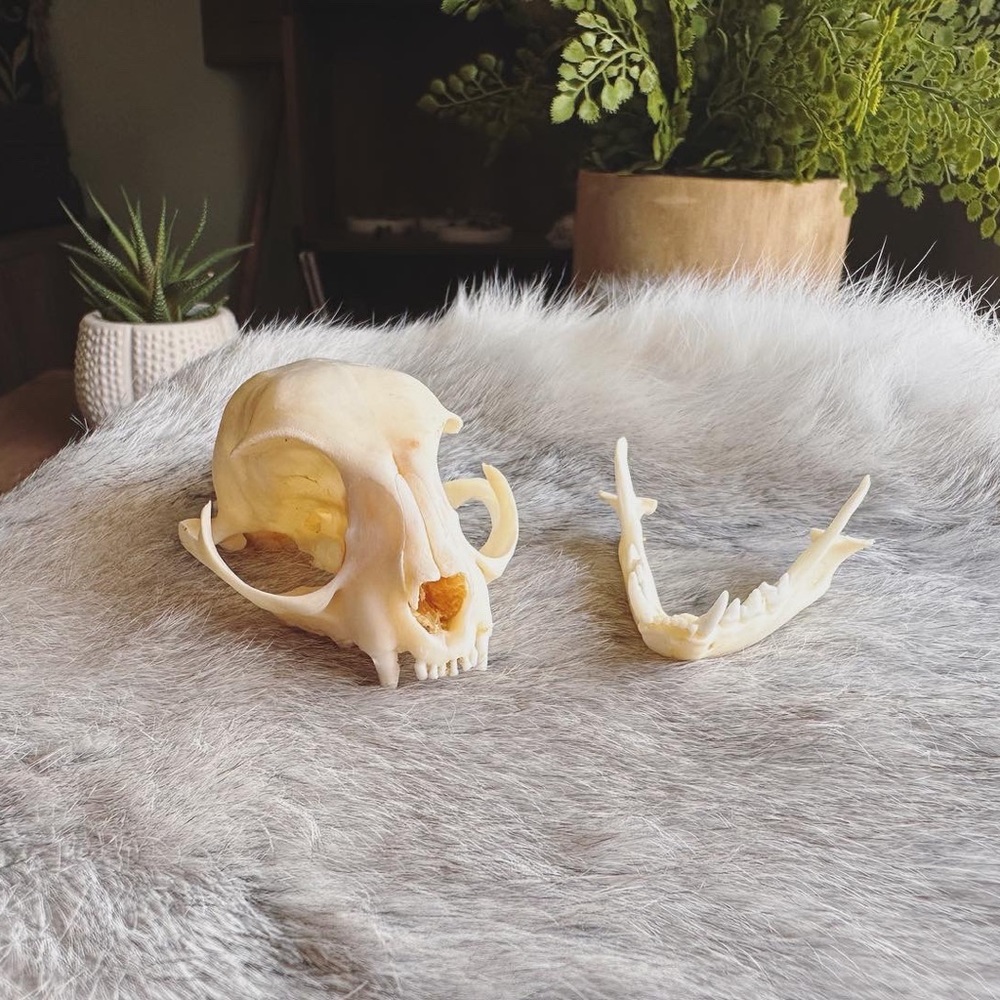 🐈‍⬛ 𝙲𝚊𝚝 𝚂𝚔𝚞𝚕𝚕, 𝙾𝚍𝚍𝚒𝚝𝚢 🐈‍⬛